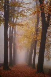 Autumn magic (Saskia Dingemans) - Muzeo.com