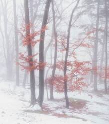Autumnal snow (Ales Krivec) - Muzeo.com