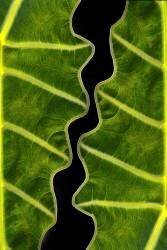 Balance (Memensaputra) - Muzeo.com