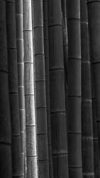 Bamboo (Ronny Behnert) - Muzeo.com