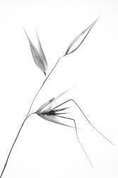 Beauty of a weed (Thierry Lagandré...) - Muzeo.com