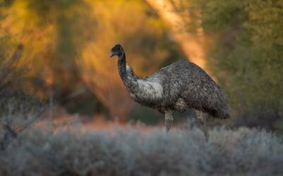 BIOS-2411221 (Daniel Venema) - Muzeo.com