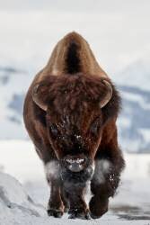 Bison Incoming (Peter Hudson) - Muzeo.com