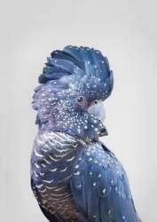 Black Cockatoo (Kathrin Pienaar) - Muzeo.com