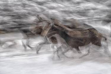 Black dominance (Milan Malovrh) - Muzeo.com