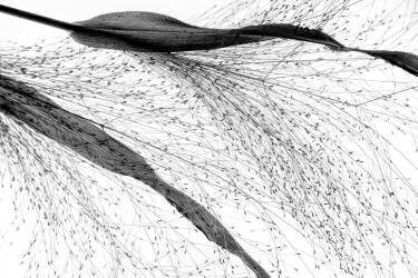 Black grass (Saskia Dingemans) - Muzeo.com