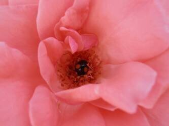 Black ladybug (Snezana Petrovic) - Muzeo.com