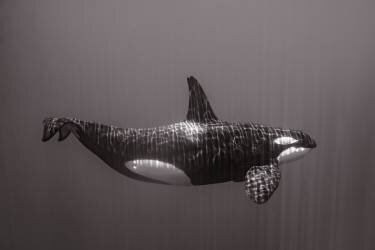 Blackfish (Serge Melesan) - Muzeo.com