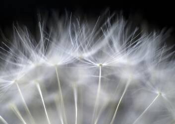 Blow it (Peter Fallberg) - Muzeo.com