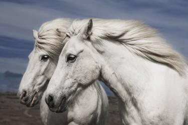 Blowing (Bragi Ingibergsson) - Muzeo.com