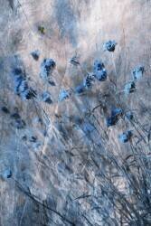 Blue Flowers (Delphine Devos) - Muzeo.com