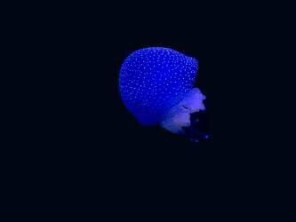 Blue jellyfish (Heike Jess) - Muzeo.com
