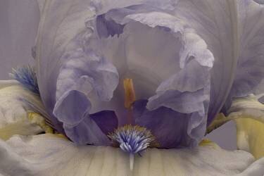 Blue Lagoon (Richard Urbanski) - Muzeo.com