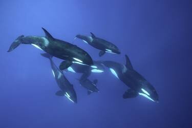 Blueplanet (Serge Melesan) - Muzeo.com