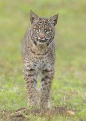 Bobcat (Bo Wang) - Muzeo.com