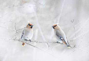 Bohemian Waxwings (Jim Cumming) - Muzeo.com