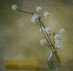 Books (Delphine Devos) - Muzeo.com