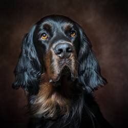 Borollo (Christian Kurz) - Muzeo.com