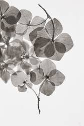 Botanical (Lenka) - Muzeo.com