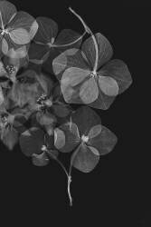 Botanical (Lenka) - Muzeo.com