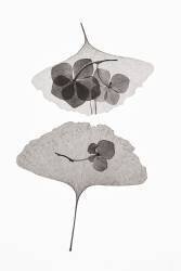 Botanical (Lenka) - Muzeo.com