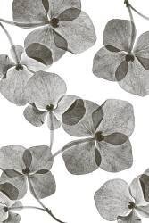 Botanical (Lenka) - Muzeo.com