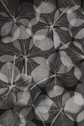 Botanical (Lenka) - Muzeo.com