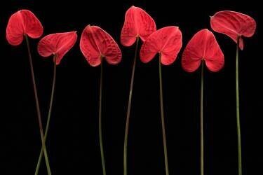 Botanical hearts (Floriana Barbu) - Muzeo.com