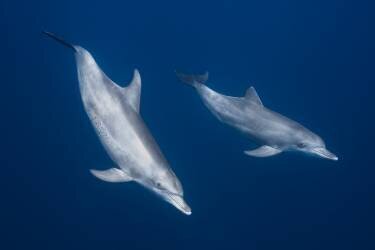 Bottlenose dolphins (Gabriel Barathieu) - Muzeo.com