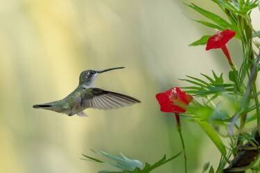 Breakfast (Binbin L.) - Muzeo.com