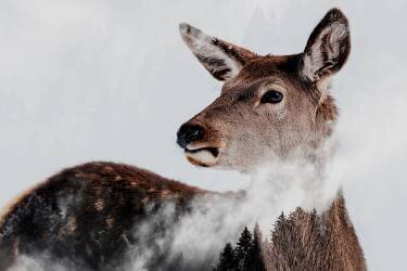 Breathe (Angyalosi Beata) - Muzeo.com