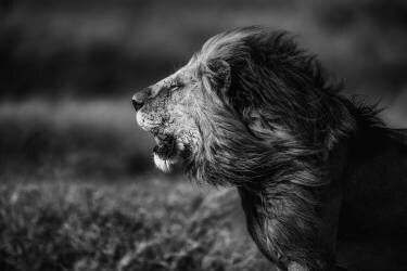 Breeze (Mohammed Alnaser) - Muzeo.com