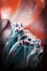 Broccoli (Ajkabajka) - Muzeo.com