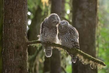Brotherhood (Tony Xu) - Muzeo.com