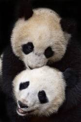 Brothers (Alessandro Catta) - Muzeo.com