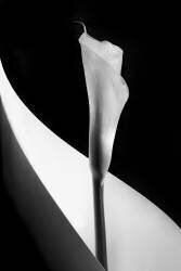 Calla lily (Stephen Clough) - Muzeo.com
