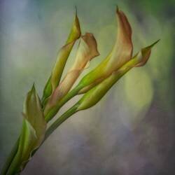 Calla Lily (Marie-anne Stas) - Muzeo.com