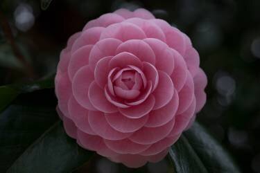 Camellia (Kunito Imai) - Muzeo.com