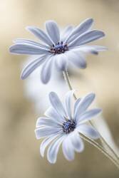 Cape daisies (Mandy Disher) - Muzeo.com