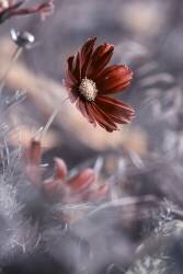 Carmen II (Fabien Bravin) - Muzeo.com