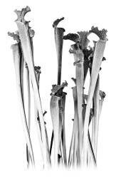 Carnivorous (Olivia Gozzano) - Muzeo.com