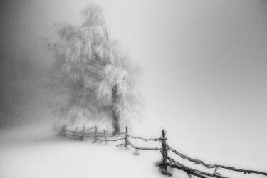 Caught (Tamas Vali) - Muzeo.com