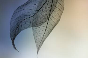 Cavatina (Shihya Kowatari ) - Muzeo.com