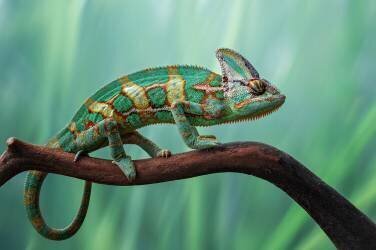 Chameleon (Edy Pamungkas) - Muzeo.com