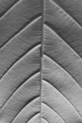 Chestnut (Jim Occi) - Muzeo.com