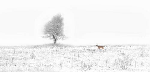 Christmas Coming (Yu Cheng) - Muzeo.com