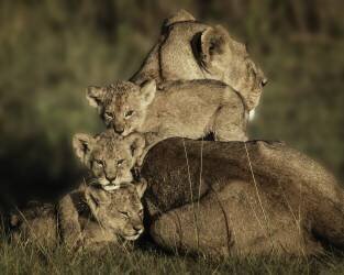 Close Family (Karen Celella) - Muzeo.com