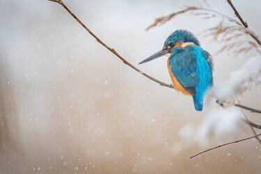 Common kingfisher (Yordan Vasilev) - Muzeo.com