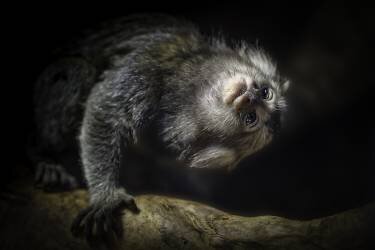 Common Marmoset (Jealousy) - Muzeo.com