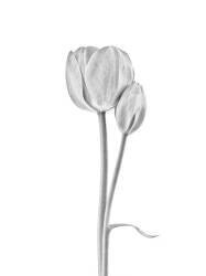 Connected (Lotte Gronkjar) - Muzeo.com